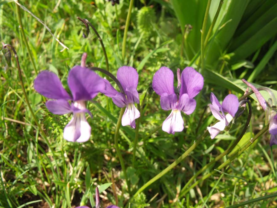 Viola garganica/Viola del Gargano